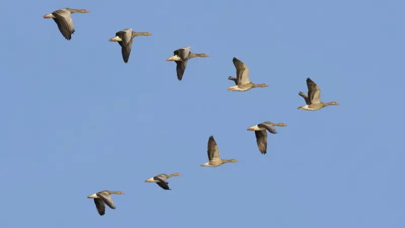 أخيراً عرفنا السبب.. هل تساءلت يوماً لماذا تحلق الطيور المهاجرة على شكل v؟ ستدهشك الإجابة!