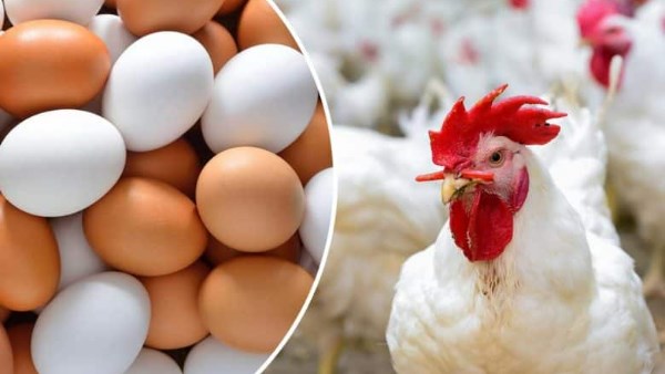 مفاجأة في أسعار الدواجن والبانيه اليوم الخميس.. سعر الكيلو وصل كام؟