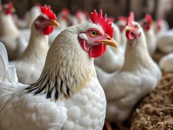 «نزلت 23 جنيه مرة واحدة».. مفاجأة في أسعار الدواجن بالأسواق