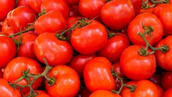 الزراعة تكشف سبب ارتفاع أسعار الطماطم.. وانخفاض مرتقب خلال أسابيع