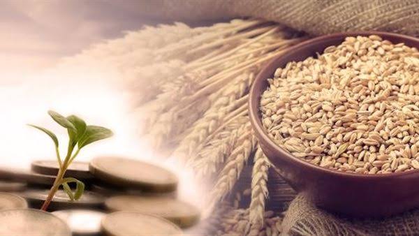 زكاة الفطر 2026.. دار الإفتاء تحدد القيمة وآخر موعد لإخراجها قبل العيد