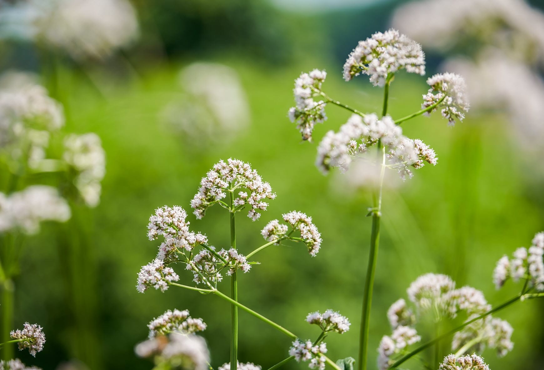 هل تساعد عشبة الفاليريان على النوم وتقليل القلق؟