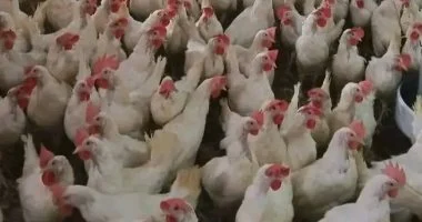 اتحاد منتجي الدواجن: تخفيض أسعار الشحن الجوي 20% لدعم صادرات القطاع