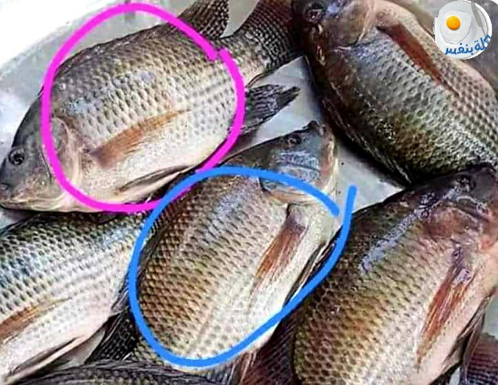 معلومة أول مرة هتعرفها.. أفضل وقت لشراء السمك البلطي في هذه الأشهر فقط!