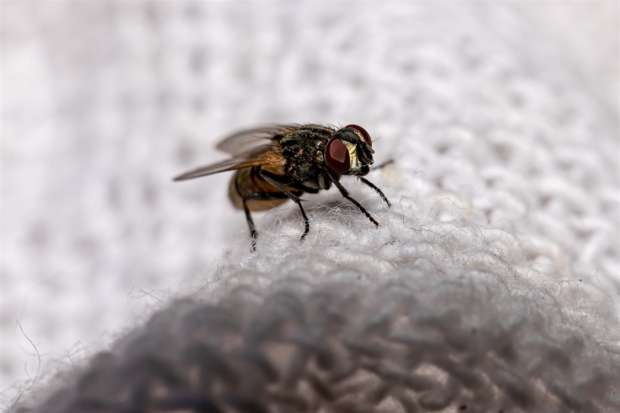 بدون مبيدات حشرية.. طرق طبيعية وآمنة للتخلص من الذباب والناموس في المنزل