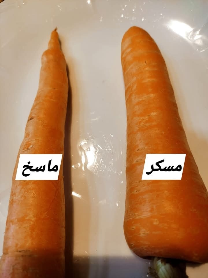 المعلومة من الخضري نفسه.. طريقة مذهلة لمعرفة الجزر المسكر من الماسخ “محدش هيضحك عليك تاني”