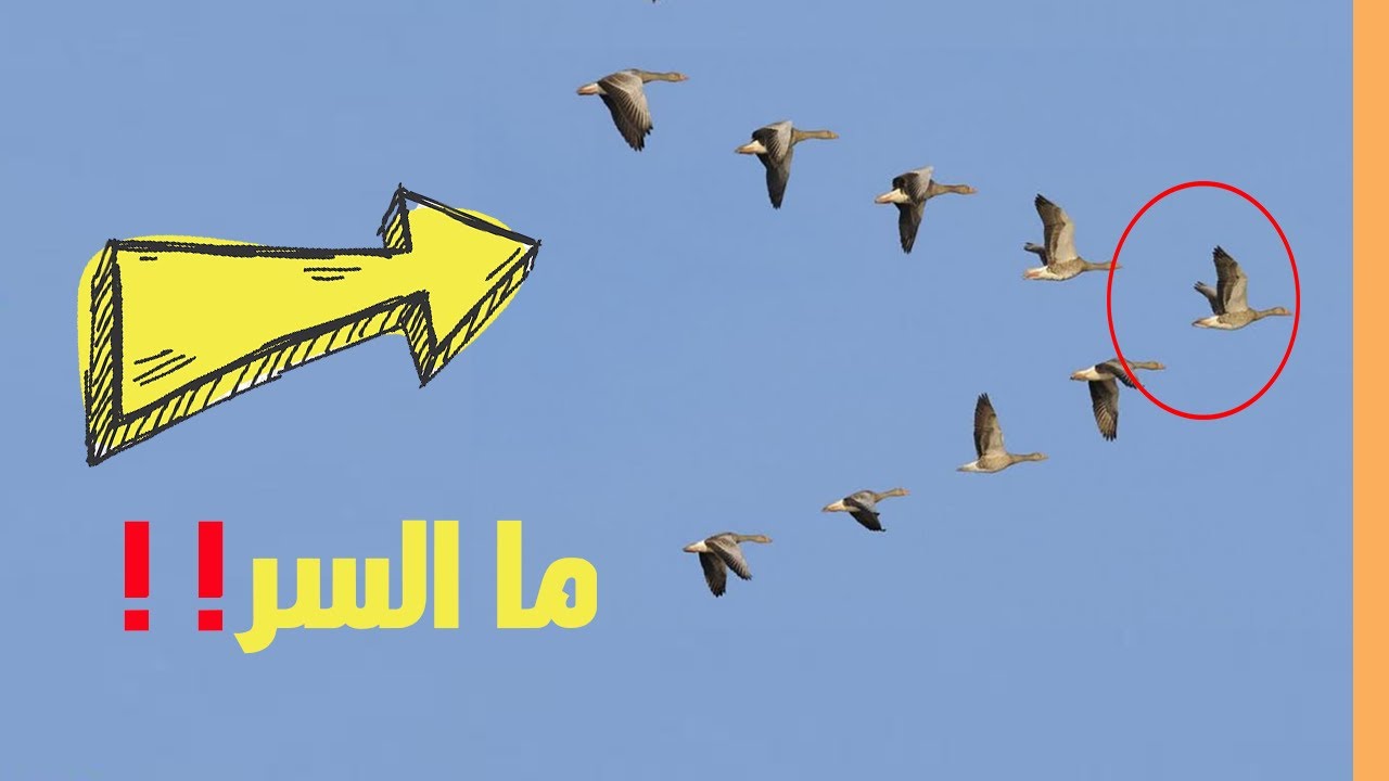 أخيراً عرفنا السبب.. هل تساءلت يوماً لماذا تحلق الطيور المهاجرة على شكل v؟ ستدهشك الإجابة!