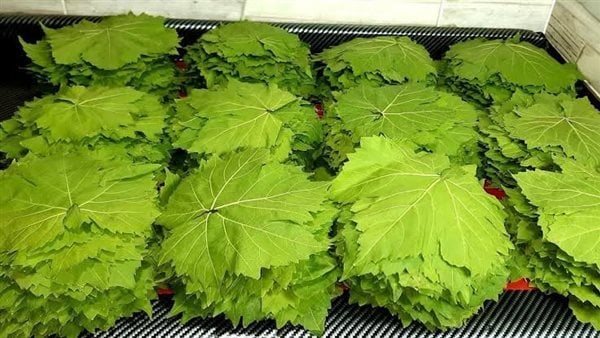 “هيفضل معاكي فريش طول السنة”.. أفضل طريقة لتخزين ورق العنب بدون ما يبوظ