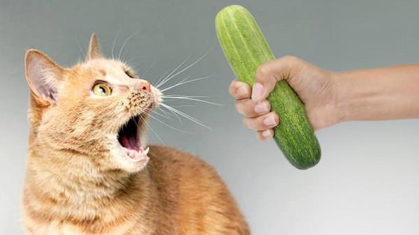 أخيراً عرفنا السبب.. هل تساءلت يوماً لماذا تخاف القطط من الخيار؟ ستدهشك الإجابة!