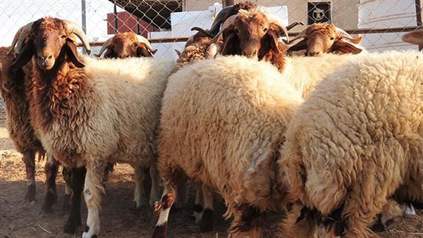 قبل عيد الأضحى.. تعرف على سعر الأضاحي قائم 2026 في الأسواق