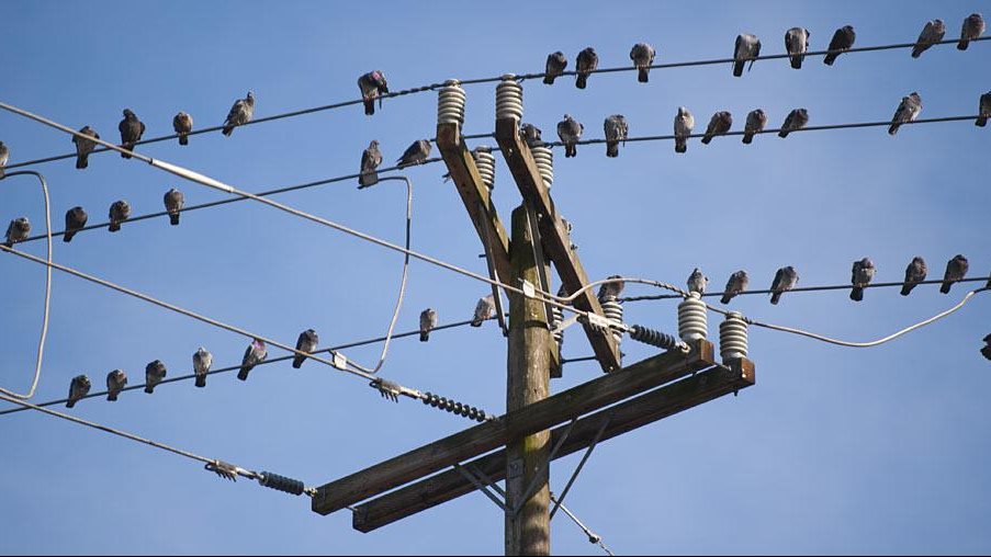 أخيراً عرفنا السبب.. لماذا لا تُصعق الطيور عندما تقف على أسلاك الكهرباء؟