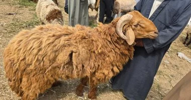 110 كيلو بـ25 ألف جنيه.. أضخم خروف يلفت الأنظار بسوق نفيشة بالإسماعيلية
