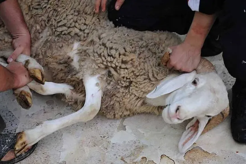 تفسير حلم ذبح الأضحية في المنام ودلالاته عند ابن سيرين وتفاصيل الرؤية المختلفة