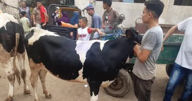 655 أضحية بالمجازر الحكومية خلال عيد الأضحى بأسيوط.. تفاصيل
