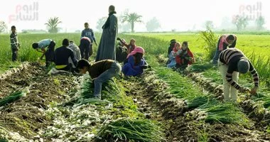 6.574 مليون مشتغل في الزراعة.. والزراعة وتجارة الجملة أعلى الأنشطة الاقتصادية جذباً للعمالة في 2025