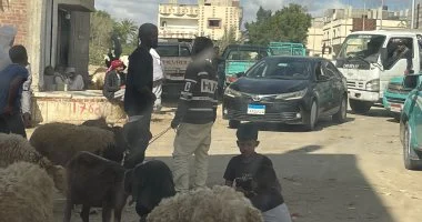 أسواق الأضاحى بشمال سيناء تواصل نشاطها حتى غروب الشمس