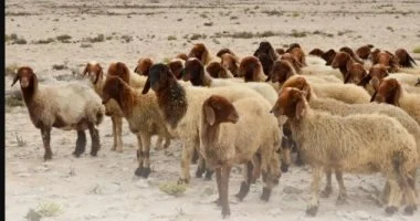إطلاق حملة الأضاحى بـ140 رأس ماشية لدعم الأسر الأولى بالرعاية فى سوهاج
