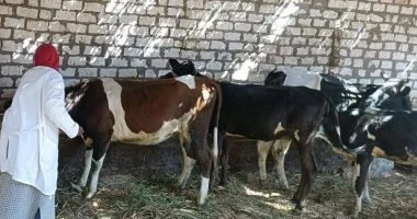 إطلاق قافلة بيطرية مجانية بقرية زوير فى المنوفية الأربعاء المقبل
