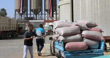استلام 247 ألف طن قمح محلي بالصوامع والشون ببنى سويف