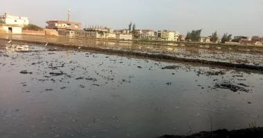 المزارعون بالشرقية يواصلون العمل للانتهاء من حصاد زراعات الشتاء وإنهاء زراعات الصيف