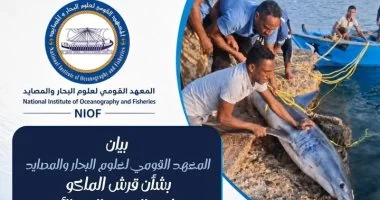 المعهد القومي لعلوم البحار والمصايد ينتقد ما تعرض له قرش القصير: غير علمى