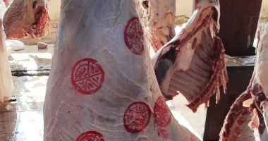 بيطرى أسوان: تشغيل تجريبى لمجزرى دراو وكلح الجبل ضمن خطة تطوير