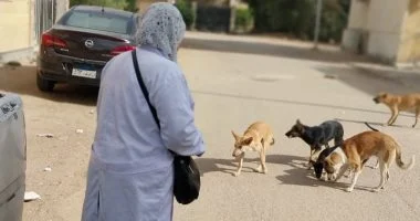 بيطرى الشرقية يشن حملات تحصين الكلاب بالزقازيق والعاشر من رمضان