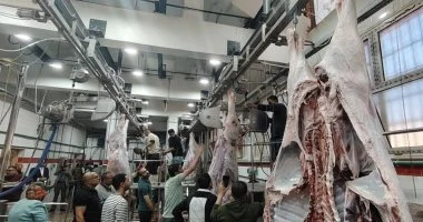 بيطري الإسكندرية: عدد الأضاحى بلغ 1350 رأس خلال أيام العيد