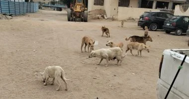 “بيطري الشرقية” يٌحصن 30 كلب شوارع بمدينة العاشر من رمضان