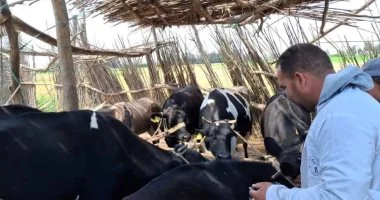 تحصين 164 ألف رأس ماشية ضد مرضى الحمى القلاعية والوادى المتصدع بكفر الشيخ