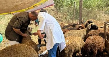 تحصين 209 آلاف و601 رأس ماشية ضد الحمى القلاعية والوادي المتصدع بكفر الشيخ