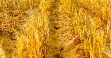 تزامنًا مع عيد الأضحى.. مزارعو جنوب رفح والشيخ زويد يواصلون حصاد القمح والشعير