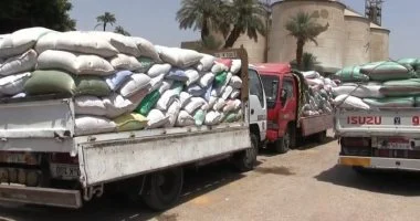 توريد 136 ألف طن قمح بسوهاج واستبعاد الكميات غير المطابقة للمواصفات