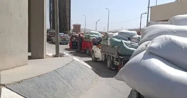 توريد 644 ألفا و360 طنا من محصول القمح لشون والصوامع بالشرقية