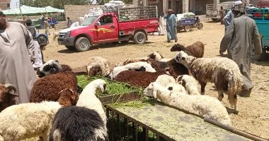 زحام بأسواق الأضاحى فى أسوان قبل عيد الأضحى واستقرار الأسعار