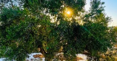 سيناء تتحول لواحات خضراء.. جهود الدولة تعيد الحياة للزراعة فى الشيخ زويد ورفح
