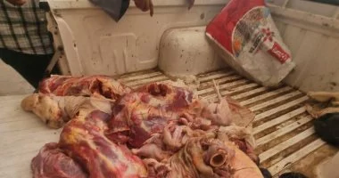 ضبط لحوم بأختام مزورة وتحرير 60 محضرًا للمخابز والأسواق فى سوهاج