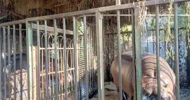 فرس النهر والأسد عبده يستقبلان الزوار فى حديقة الحيوان ببنى سويف أول أيام عيد الأضحى