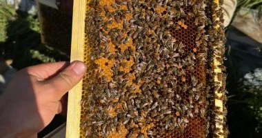 فيه شفاء للناس.. حصة شبشير بطنطا قلعة إنتاج عسل النحل بالغربية
