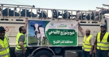 لإدخال الفرحة على الأسر الأكثر احتياجا.. البدء فى نحر 50 عجلا بمجزر الحامول غدا