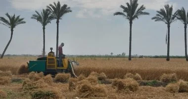 ماكينات الدراسة تؤكد نجاح موسم حصاد القمح فى دمياط وتعكس فرحة خاصة للمزارعين