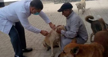 محافظ الدقهلية يتابع جهود الطب البيطري لتحصين الكلاب الضالة ضد مرض السعار