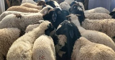 محافظ الدقهلية يعلن تنفيذ حملة صك الأضحية وذبح 150 رأس أضحية بالمجازر