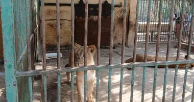 ملك الغابة وجوز الاتنين.. زئير فرج يزيد عائلة الأسد إقبال أكثر بحديقة حيوان الإسكندرية