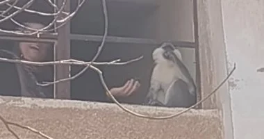 هروب 4 نسانيس بالإسكندرية.. وحديقة الحيوان: محاولات حثيثة للإمساك بهم