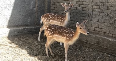 هروب غزالة من مزرعة فى المنوفية وصاحبها يعلن عن مكافأة لمن يعثر عليها