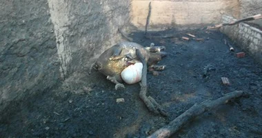السيطرة على حريقين بسوهاج دون خسائر بشرية.. ونفوق 3 رؤوس ماشية