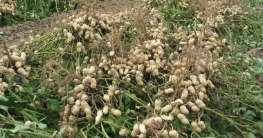 24 ألف فدان إجمالى المستهدف زراعته من الفول السودانى بالشرقية.. تفاصيل