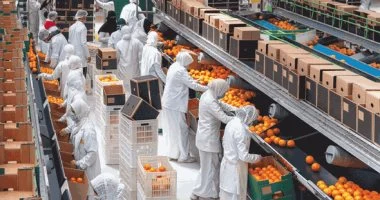285 ألف طن صادرات غذائية مصرية خلال أسبوعين