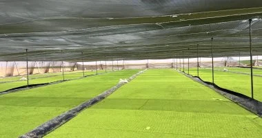 أهم 5 أنشطة جذبت عمالة في مصر بالربع الأول من 2026